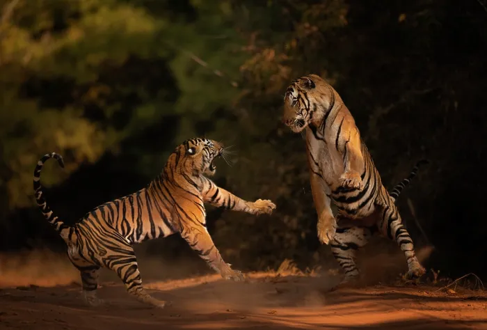 Framed Print : Bengal tiger (Panthera tigris tigris) male in aggressive confrontation with his daughter, Bandhavgarh National Park, India. Endangered Framed Print : Bengal tiger (Panthera tigris tigris) male in aggressive confrontation with his daughter, Bandhavgarh National Park, India. Endangered