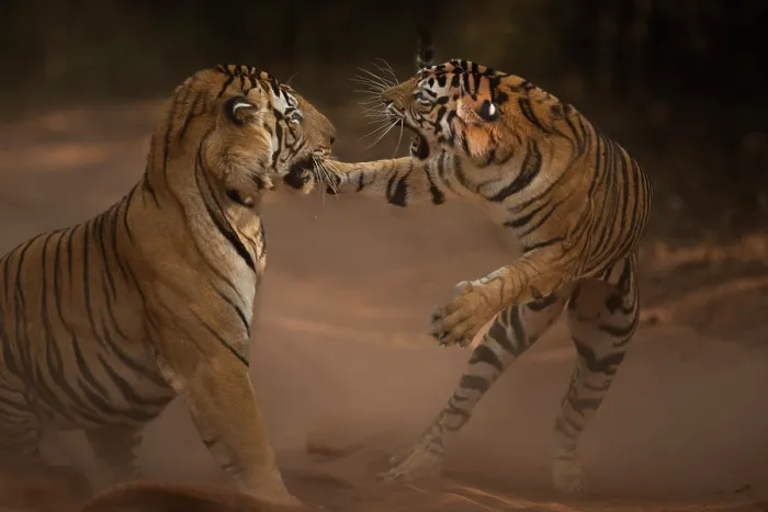 Framed Print : Bengal tiger (Panthera tigris tigris) male in aggressive confrontation with his daughter, Bandhavgarh National Park, India. Endangered