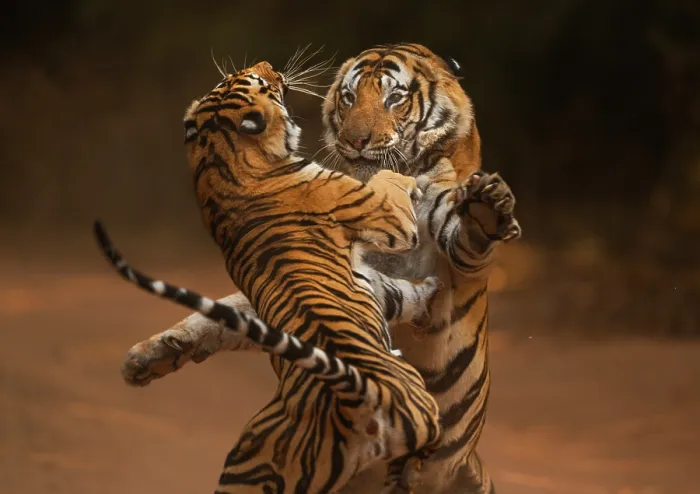 Framed Print : Bengal tiger (Panthera tigris tigris) male in aggressive confrontation with his daughter, Bandhavgarh National Park, India. Endangered Framed Print : Bengal tiger (Panthera tigris tigris) male in aggressive confrontation with his daughter, Bandhavgarh National Park, India. Endangered