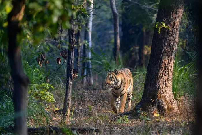 Framed Print : Bengal tiger (Panthera tigris tigris) male walking through sal (Shorea robusta) forest Framed Print : Bengal tiger (Panthera tigris tigris) male walking through sal (Shorea robusta) forest