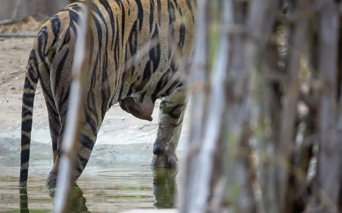 Framed Print : Bengal tiger (Panthera tigris tigris) nursing female full of milk, Bandhavgarh Tiger Reserve, Madhya Pradesh, India. Endangered Framed Print : Bengal tiger (Panthera tigris tigris) nursing female full of milk, Bandhavgarh Tiger Reserve, Madhya Pradesh, India. Endangered