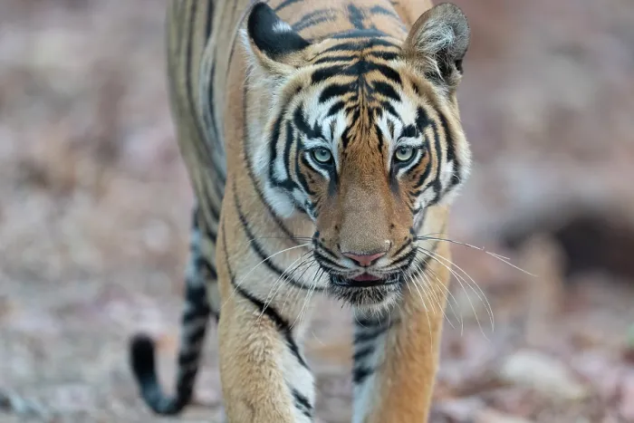 Framed Print : Bengal tiger (Panthera tigris tigris) portrait, Tadoba Andhari Tiger Reserve, Chandrapur district, Maharashtra, India. Endangered Framed Print : Bengal tiger (Panthera tigris tigris) portrait, Tadoba Andhari Tiger Reserve, Chandrapur district, Maharashtra, India. Endangered