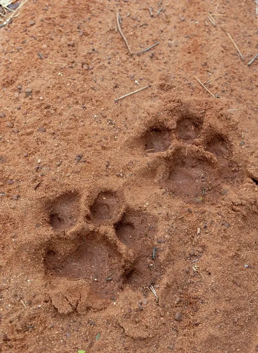 Framed Print : Bengal tiger (Panthera tigris tigris) pug marks in soft, sandy soil, Bandavgarh Tiger Reserve, Madhya Pradesh, India. Endangered Framed Print : Bengal tiger (Panthera tigris tigris) pug marks in soft, sandy soil, Bandavgarh Tiger Reserve, Madhya Pradesh, India. Endangered