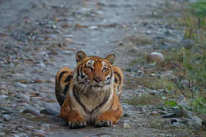 Framed Print : Bengal tiger (Panthera tigris tigris) resting on forest track, Jim Corbett National Park, Uttarakhand, India. Endangered Framed Print : Bengal tiger (Panthera tigris tigris) resting on forest track, Jim Corbett National Park, Uttarakhand, India. Endangered