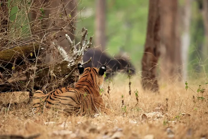 Framed Print : Bengal tiger (Panthera tigris tigris) stalking herd of Gaur (Bos gaurus) in forest, Nagarhole National Park, Karnataka, India. Endangered Framed Print : Bengal tiger (Panthera tigris tigris) stalking herd of Gaur (Bos gaurus) in forest, Nagarhole National Park, Karnataka, India. Endangered