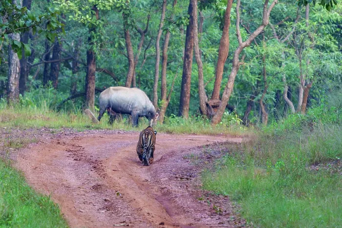 Framed Print : Bengal tiger (Panthera tigris tigris) stalking a Nilgai (Boselaphus tragocamelus), Tadoba Andhari Tiger Reserve, Tadoba National Park, Maharashtra, India. Endangered Framed Print : Bengal tiger (Panthera tigris tigris) stalking a Nilgai (Boselaphus tragocamelus), Tadoba Andhari Tiger Reserve, Tadoba National Park, Maharashtra, India. Endangered