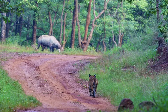 Framed Print : Bengal tiger (Panthera tigris tigris) stalking a Nilgai (Boselaphus tragocamelus), Tadoba Andhari Tiger Reserve, Tadoba National Park, Maharashtra, India. Endangered Framed Print : Bengal tiger (Panthera tigris tigris) stalking a Nilgai (Boselaphus tragocamelus), Tadoba Andhari Tiger Reserve, Tadoba National Park, Maharashtra, India. Endangered