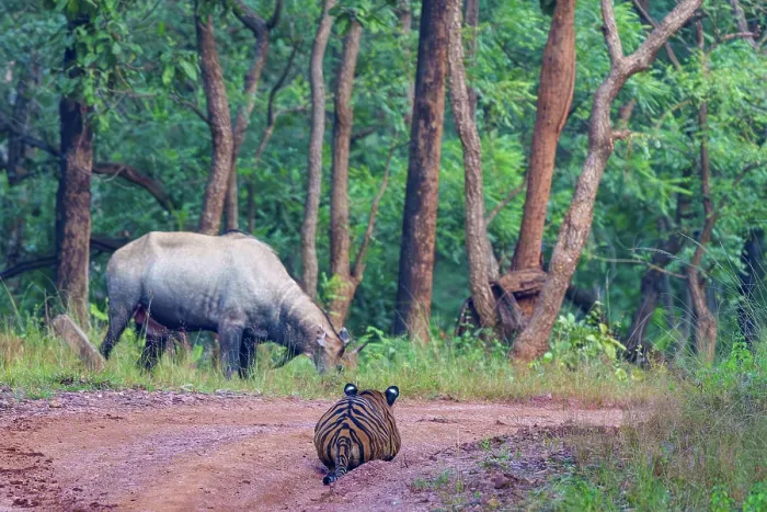 Framed Print : Bengal tiger (Panthera tigris tigris) stalking a Nilgai (Boselaphus tragocamelus), Tadoba Andhari Tiger Reserve, Tadoba National Park, Maharashtra, India. Endangered Framed Print : Bengal tiger (Panthera tigris tigris) stalking a Nilgai (Boselaphus tragocamelus), Tadoba Andhari Tiger Reserve, Tadoba National Park, Maharashtra, India. Endangered