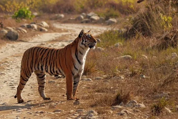 Framed Print : Bengal tiger (Panthera tigris tigris) standing on dirt track, Jim Corbett National Park, Uttarakhand, India. Endangered Framed Print : Bengal tiger (Panthera tigris tigris) standing on dirt track, Jim Corbett National Park, Uttarakhand, India. Endangered