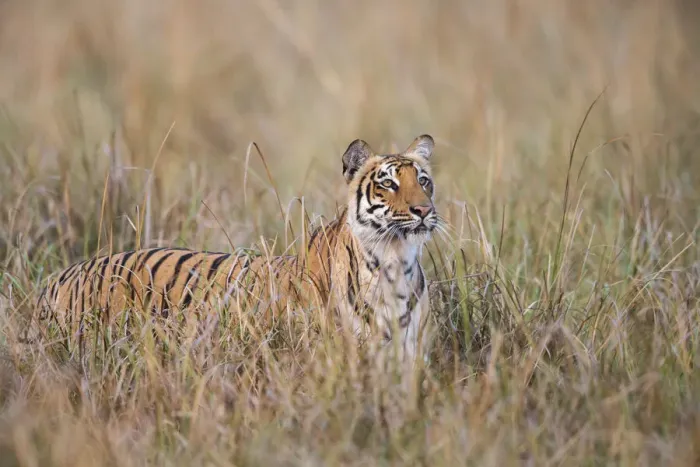 Framed Print : Bengal tiger (Panthera tigris tigris) standing in grassland Framed Print : Bengal tiger (Panthera tigris tigris) standing in grassland