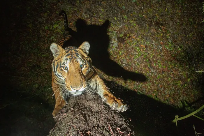 Framed Print : Bengal tiger (Panthera tigris tigris) standing on hind legs scratching tree trunk, Kaziranga Tiger Reserve, Assam, India. Endangered. Camera trap image Framed Print : Bengal tiger (Panthera tigris tigris) standing on hind legs scratching tree trunk, Kaziranga Tiger Reserve, Assam, India. Endangered. Camera trap image