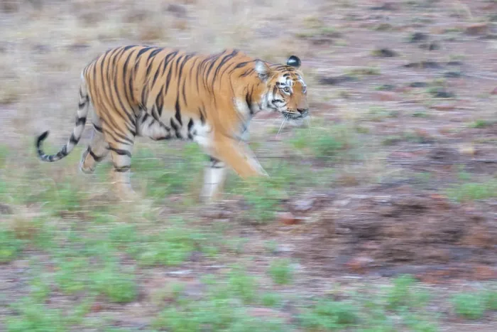 Framed Print : Bengal tiger (Panthera tigris tigris) walking, Tadoba Andhari Tiger Reserve, Chandrapur district, Maharashtra, India. Endangered Framed Print : Bengal tiger (Panthera tigris tigris) walking, Tadoba Andhari Tiger Reserve, Chandrapur district, Maharashtra, India. Endangered
