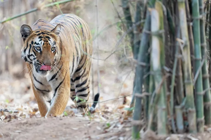 Framed Print : Bengal tiger (Panthera tigris tigris) walking through forest, licking its nose, Tadoba Andhari Tiger Reserve, Chandrapur district, Maharashtra, India. Endangered Framed Print : Bengal tiger (Panthera tigris tigris) walking through forest, licking its nose, Tadoba Andhari Tiger Reserve, Chandrapur district, Maharashtra, India. Endangered