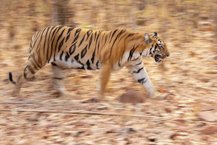 Framed Print : Bengal tiger (Panthera tigris tigris) walking through forest, Tadoba Andhari Tiger Reserve, Chandrapur district, Maharashtra, India. Endangered Framed Print : Bengal tiger (Panthera tigris tigris) walking through forest, Tadoba Andhari Tiger Reserve, Chandrapur district, Maharashtra, India. Endangered