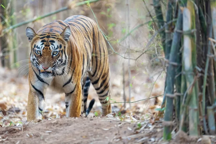 Framed Print : Bengal tiger (Panthera tigris tigris) walking through forest snarling after a fight with a Sloth bear, Tadoba Andhari Tiger Reserve, Chandrapur district, Maharashtra, India Framed Print : Bengal tiger (Panthera tigris tigris) walking through forest snarling after a fight with a Sloth bear, Tadoba Andhari Tiger Reserve, Chandrapur district, Maharashtra, India