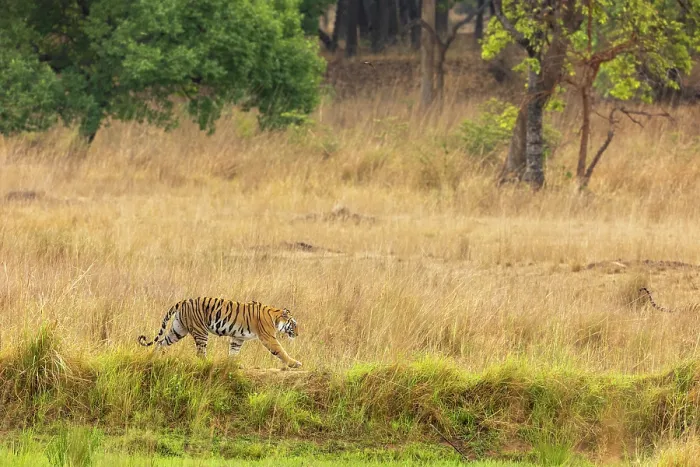 Framed Print : Bengal tiger (Panthera tigris tigris) walking through grassland Bandhavgarh Tiger Reserve, Madhya Pradesh, India. Endangered