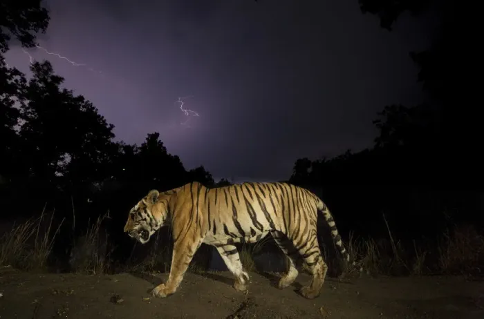 Framed Print : Bengal tiger (Panthera tigris tigris) walking at night dominant male (T29) with monsoon clouds and lightning. Kanha National Park, Central India Framed Print : Bengal tiger (Panthera tigris tigris) walking at night dominant male (T29) with monsoon clouds and lightning. Kanha National Park, Central India