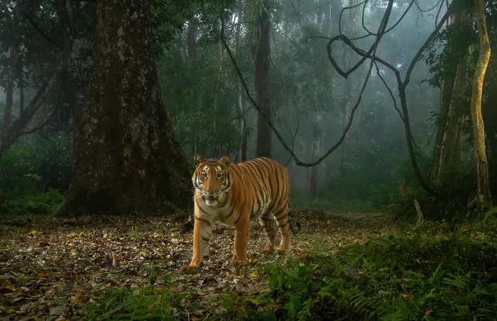 Framed Print : Bengal tiger (Panthera tigris tigris) walking through rainforest on a foggy morning, Kaziranga Tiger Reserve, India. Endangered. Camera trap image Framed Print : Bengal tiger (Panthera tigris tigris) walking through rainforest on a foggy morning, Kaziranga Tiger Reserve, India. Endangered. Camera trap image