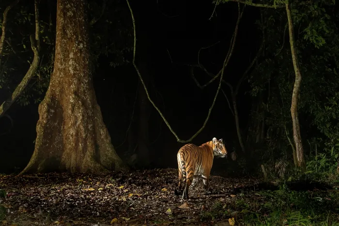 Framed Print : Bengal tiger (Panthera tigris tigris) walking through rainforest at night, Kaziranga tiger Reserve, Assam, India. Endangered. Camera trap image Framed Print : Bengal tiger (Panthera tigris tigris) walking through rainforest at night, Kaziranga tiger Reserve, Assam, India. Endangered. Camera trap image