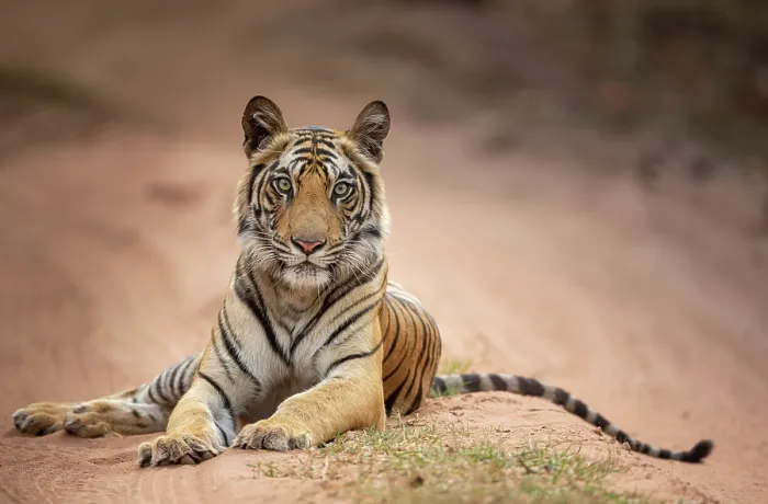 Framed Print : Bengal tiger (Panthera tigris tigris) young female, resting on sandy track, Bandhavgarh Tiger Reserve, Madhya Pradesh, India. Endangered Framed Print : Bengal tiger (Panthera tigris tigris) young female, resting on sandy track, Bandhavgarh Tiger Reserve, Madhya Pradesh, India. Endangered