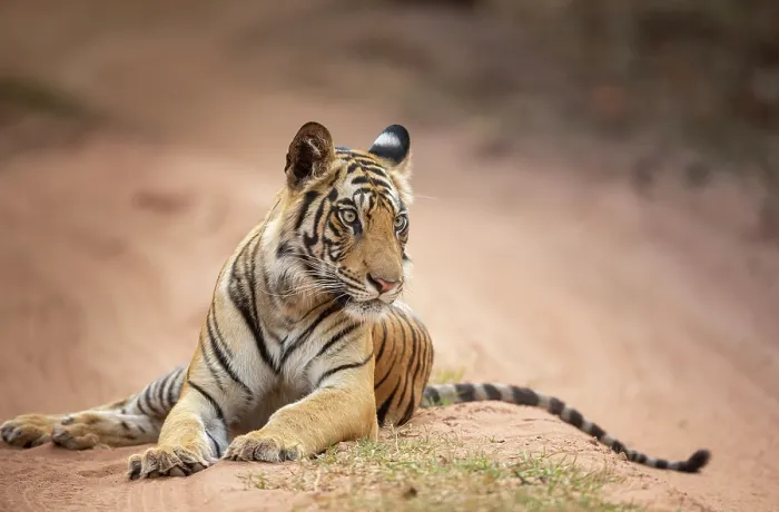 Framed Print : Bengal tiger (Panthera tigris tigris) young female, resting on sandy track, Bandhavgarh Tiger Reserve, Madhya Pradesh, India. Endangered Framed Print : Bengal tiger (Panthera tigris tigris) young female, resting on sandy track, Bandhavgarh Tiger Reserve, Madhya Pradesh, India. Endangered
