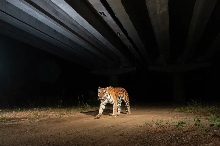Framed Print : Bengal tiger (Panthera tigris) using the underpass of National Highway NH-44, the longest national highway in India, seen here passing through Pench Tiger Reserve, Madhya Pradesh Framed Print : Bengal tiger (Panthera tigris) using the underpass of National Highway NH-44, the longest national highway in India, seen here passing through Pench Tiger Reserve, Madhya Pradesh