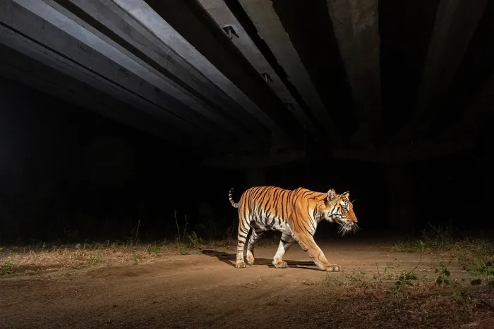 Framed Print : Bengal tiger (Panthera tigris) using the underpass of National Highway NH-44, the longest national highway in India, seen here passing through Pench Tiger Reserve, Madhya Pradesh Framed Print : Bengal tiger (Panthera tigris) using the underpass of National Highway NH-44, the longest national highway in India, seen here passing through Pench Tiger Reserve, Madhya Pradesh