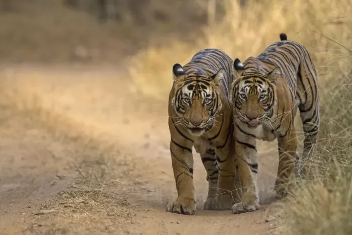 Framed Print : Bengal tiger (Panthera tigris), two walking along track side by side Framed Print : Bengal tiger (Panthera tigris), two walking along track side by side