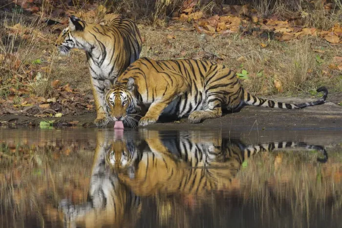 Framed Print : Bengal Tigers (Panthera tigris tigris) adult female drinking water, her juvenile cub beside her