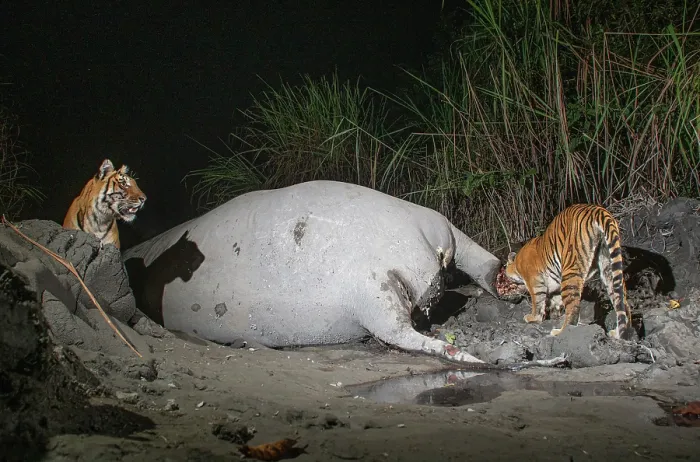 Framed Print : Two Bengal tigers (Panthera tigris tigris) feeding on Indian elephant (Elephas maximus indicus) kill at night, Kaziranga tiger Reserve, Assam, India. Endangered. Camera trap image Framed Print : Two Bengal tigers (Panthera tigris tigris) feeding on Indian elephant (Elephas maximus indicus) kill at night, Kaziranga tiger Reserve, Assam, India. Endangered. Camera trap image