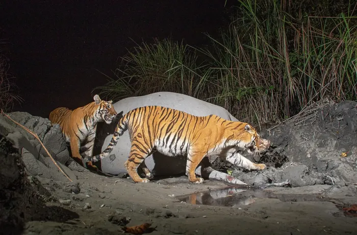 Framed Print : Two Bengal tigers (Panthera tigris tigris) feeding on Indian elephant (Elephas maximus indicus) kill at night, Kaziranga tiger Reserve, Assam, India. Endangered. Camera trap image Framed Print : Two Bengal tigers (Panthera tigris tigris) feeding on Indian elephant (Elephas maximus indicus) kill at night, Kaziranga tiger Reserve, Assam, India. Endangered. Camera trap image