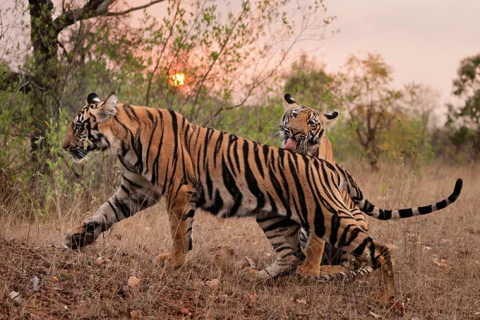 Framed Print : Two Bengal tigers (Panthera tigris tigris) juvenile male siblings, one licking the other at sunset, Tadoba National Park, Maharashtra, India. Endangered