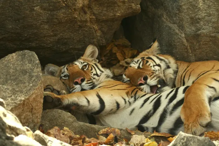 Framed Print : Bengal Tigers (Panthera tigris tigris) resting in the shade national park, India Framed Print : Bengal Tigers (Panthera tigris tigris) resting in the shade national park, India