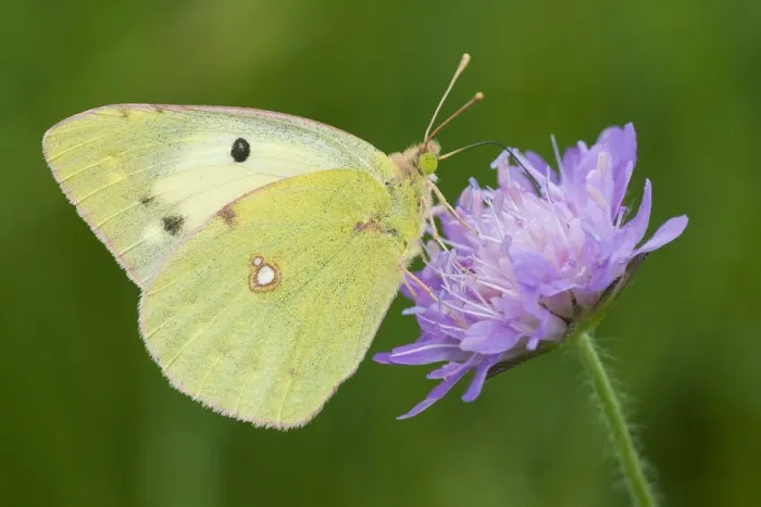 Framed Print : Bergers clouded yellow butterfly (Colias alfacariensis) on flower, Liechtenstein Framed Print : Bergers clouded yellow butterfly (Colias alfacariensis) on flower, Liechtenstein