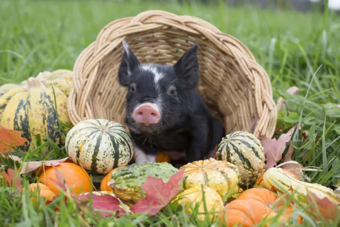 Framed Print : Berkshire piglet in a basket among squashes in early autumn; Rhode Island, USA. October Framed Print : Berkshire piglet in a basket among squashes in early autumn; Rhode Island, USA. October