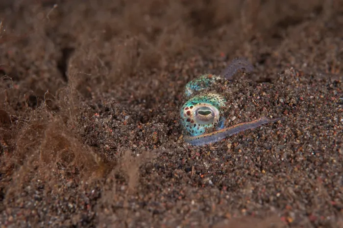 Framed Print : Berry's bobtail squid (Euprymna Berryi) hiding in the sand with only its eyes and two arms visible as it waits for prey, Bali, Indonesia, Pacific Ocean Framed Print : Berry's bobtail squid (Euprymna Berryi) hiding in the sand with only its eyes and two arms visible as it waits for prey, Bali, Indonesia, Pacific Ocean