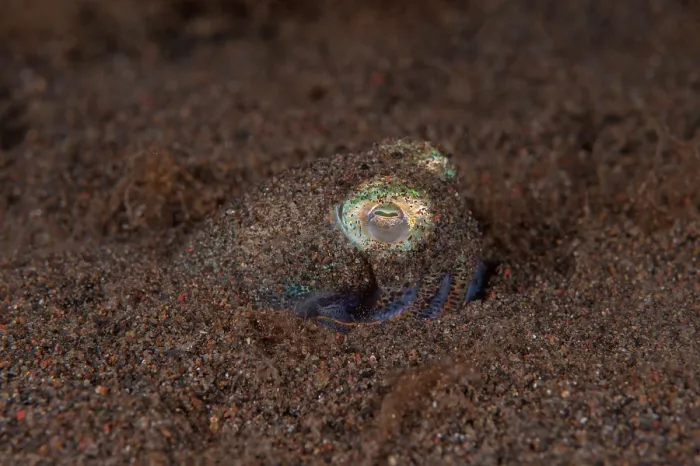 Framed Print : Berry's bobtail squid (Euprymna Berryi) hiding in the sand waiting for prey, Bali, Indonesia, Pacific Ocean Framed Print : Berry's bobtail squid (Euprymna Berryi) hiding in the sand waiting for prey, Bali, Indonesia, Pacific Ocean