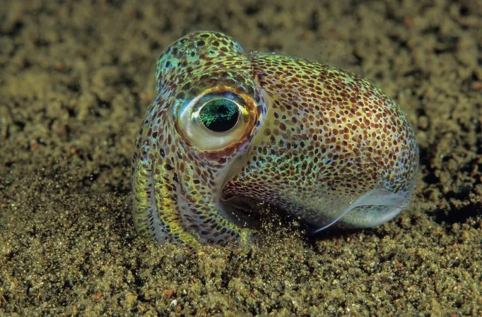 Framed Print : Berry's bobtail squid (Euprymna Berryi) portrait, Bali, Indonesia, Pacific Ocean Framed Print : Berry's bobtail squid (Euprymna Berryi) portrait, Bali, Indonesia, Pacific Ocean