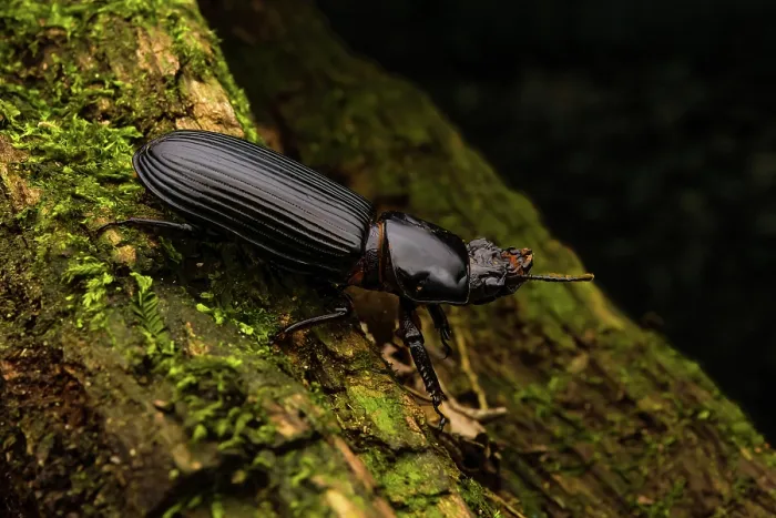 Framed Print : Bess beetle (Pharochilus punctiger) resting on moss-covered log at night, Cunningham's Gap, Queensland Australia Framed Print : Bess beetle (Pharochilus punctiger) resting on moss-covered log at night, Cunningham's Gap, Queensland Australia