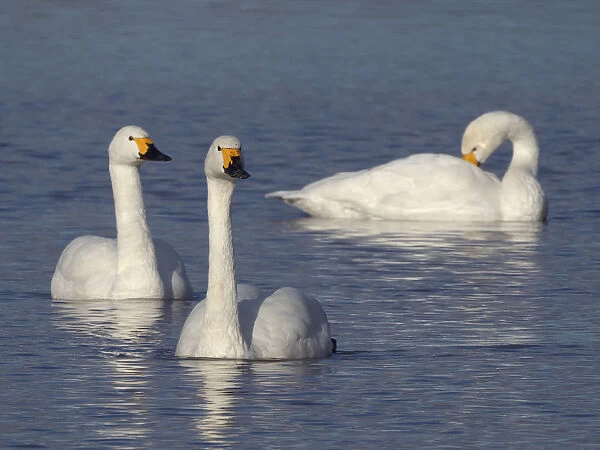 Bewicks swan (Cygnus columbianus bewickii) adults swimming on a marshland pool