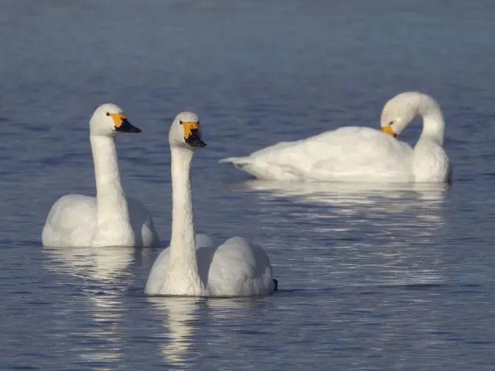 Framed Print : Bewicks swan (Cygnus columbianus bewickii) adults swimming on a marshland pool