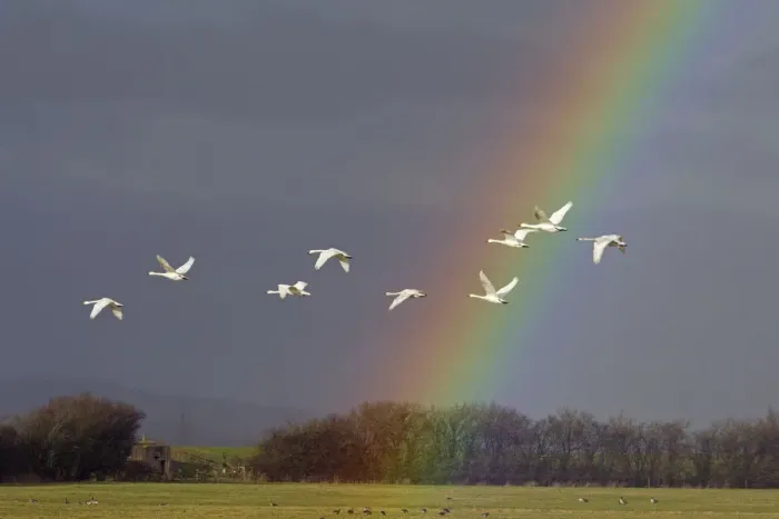 Framed Print : Bewicks swan (Cygnus columbianus) in flight with rainbow, Gloucestershire, England Framed Print : Bewicks swan (Cygnus columbianus) in flight with rainbow, Gloucestershire, England