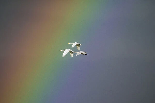 Bewicks swan (Cygnus columbianus) in flight with rainbow, Gloucestershire, England
