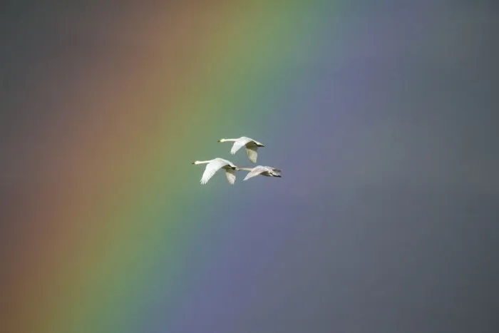 Framed Print : Bewicks swan (Cygnus columbianus) in flight with rainbow, Gloucestershire, England Framed Print : Bewicks swan (Cygnus columbianus) in flight with rainbow, Gloucestershire, England