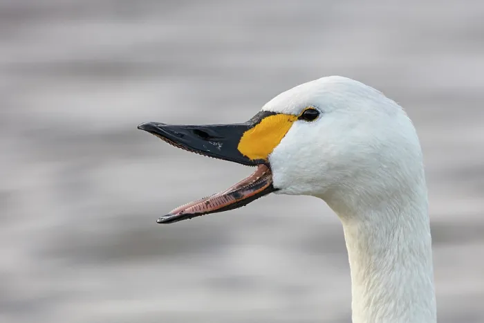 Framed Print : Bewick's swan (Cygnus columbianus) honking, head portrait, Slimbridge, Gloucestershire, England, UK. January