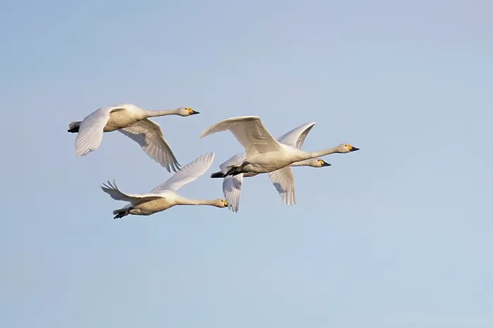 Framed Print : Four Bewick's swans (Cygnus columbianus) in flight, Horning, Norfolk, UK. January Framed Print : Four Bewick's swans (Cygnus columbianus) in flight, Horning, Norfolk, UK. January