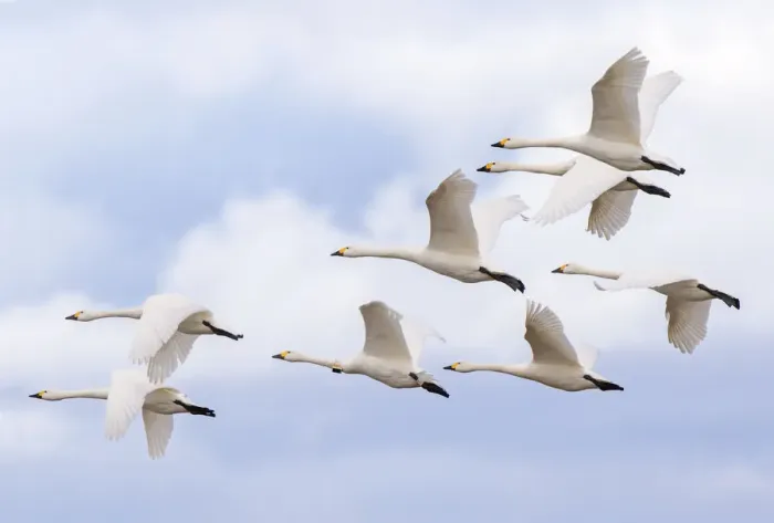 Framed Print : Bewicks swans (Cygnus columbianus) small flock in flight, Gloucestershire, UK Framed Print : Bewicks swans (Cygnus columbianus) small flock in flight, Gloucestershire, UK