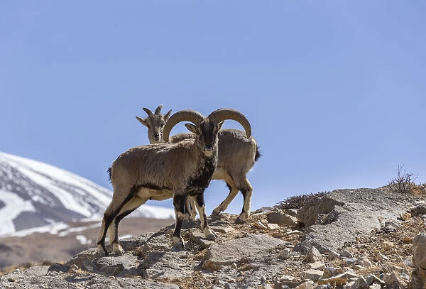 Bharal  /  Blue sheep (Pseudois nayaur) male and female, Himalaya Mountains