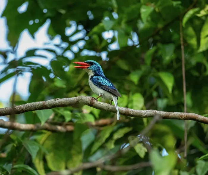Framed Print : Biak paradise kingfisher (Tanysiptera riedelii) perched on branch, Biak island, northwest of New Guinea island, West Papua, Indonesia