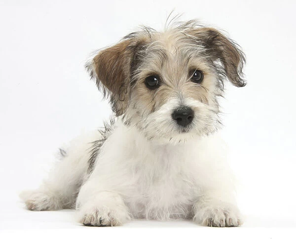 Bichon Fris x Jack Russell Terrier puppy, Bindi, 12 weeks, lying with head up, against